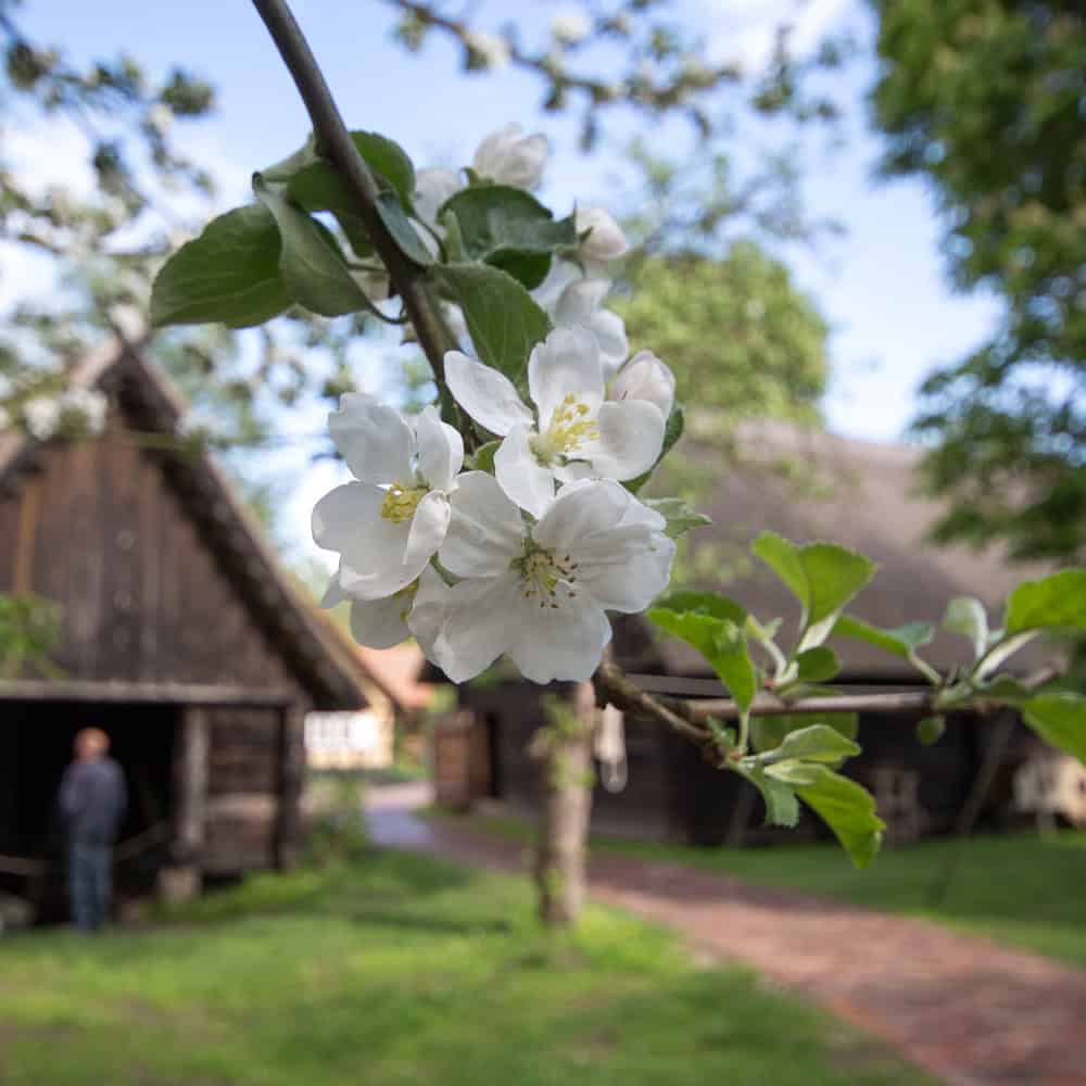 Frühling Freilandmuseum Lehde Foto- Museum OSL