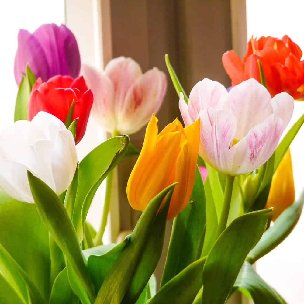 P1020145 Lübbenauer Ostereiermesse_Tulpen Foto_MuseumOSL