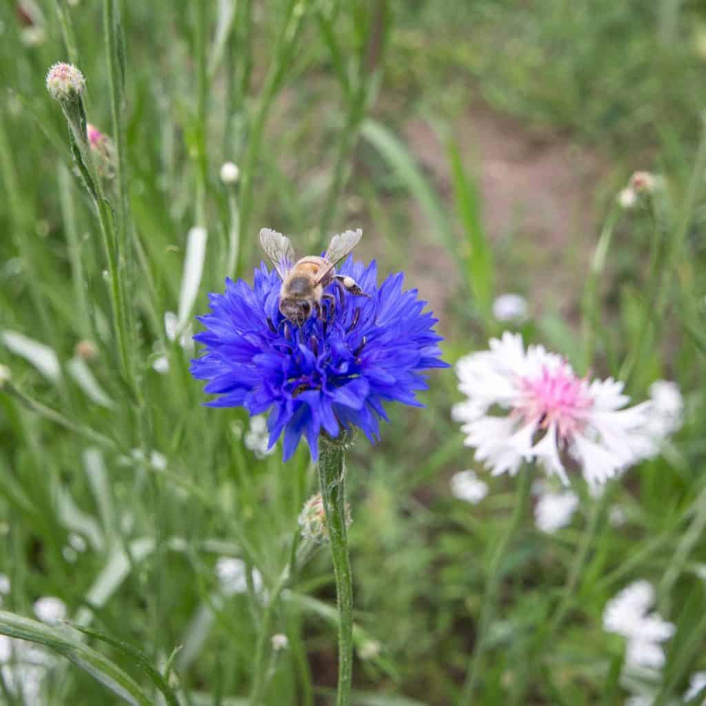 Bienen Garten Freilandmuseum Lehde Foto- Museum OSL